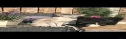 Siamese cats for sale: Male neutered siamese in Sheffield - Advert 3