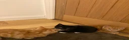 Mixed Breed cats for sale: Gorgeous kittens - Advert 4