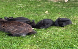 Mini Lion Lop rabbits for sale: 5 x baby x lops  - Image 3