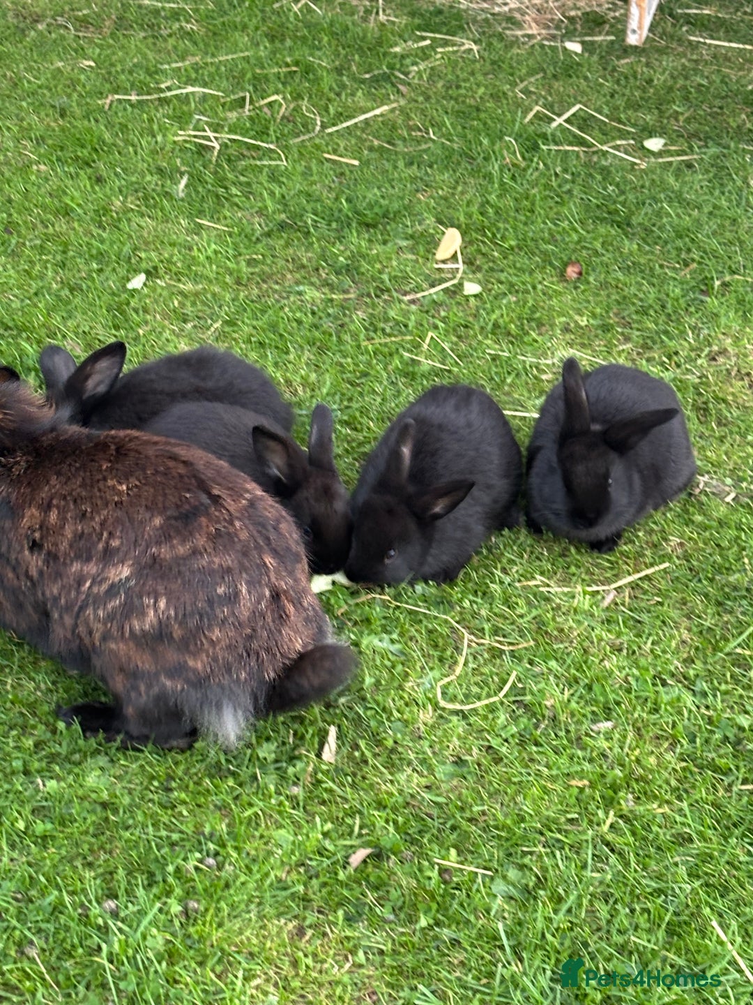 Mini Lion Lop rabbits for sale: 5 x baby x lops  - Image 3