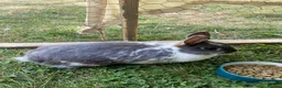 Mini Lop rabbits for sale: Three rabbits for sale - Advert 6
