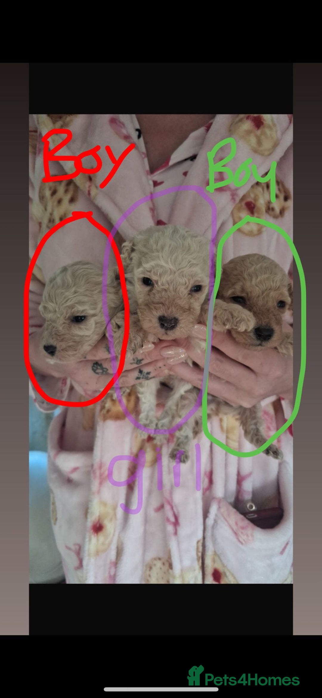 Toy Poodle dogs for sale: Toy poodle  - Advert 7
