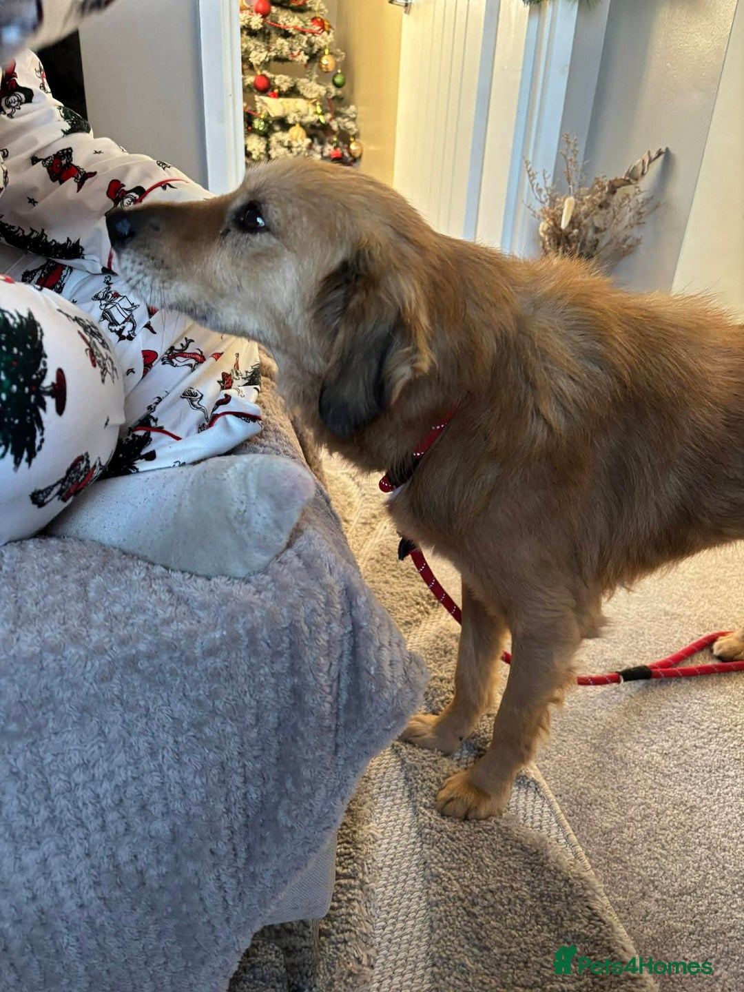 Mixed Breed dogs for adoption: Meet Twiggy,currently residing in Yorkshire  - Advert 5