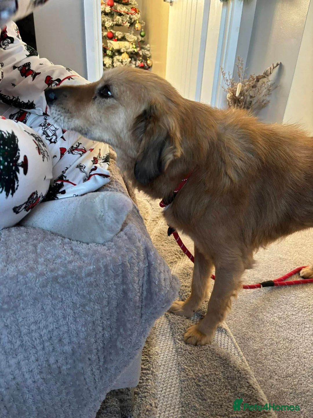 Mixed Breed dogs for adoption: Meet Twiggy,currently residing in Yorkshire  - Advert 5