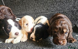 Cockapoo dogs for sale: Cockerpoo puppies F1  - Image 8