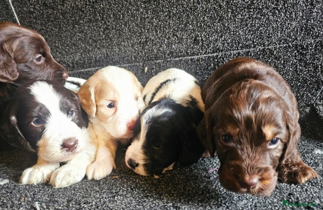 Cockapoo dogs for sale: Cockerpoo puppies F1  - Image 8