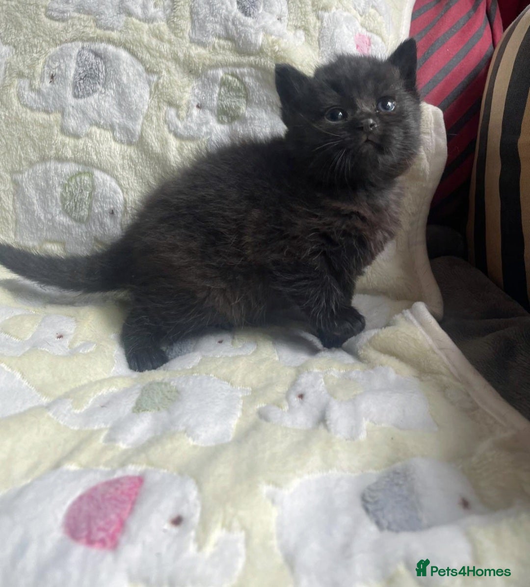 Mixed Breed cats for sale: Beautiful BSH x ragdoll  - Advert 4