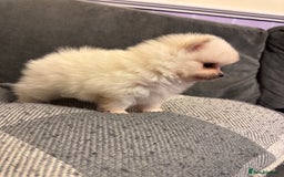 Pomeranian dogs for sale: Gorgeous Pomeranian puppies - Image 18