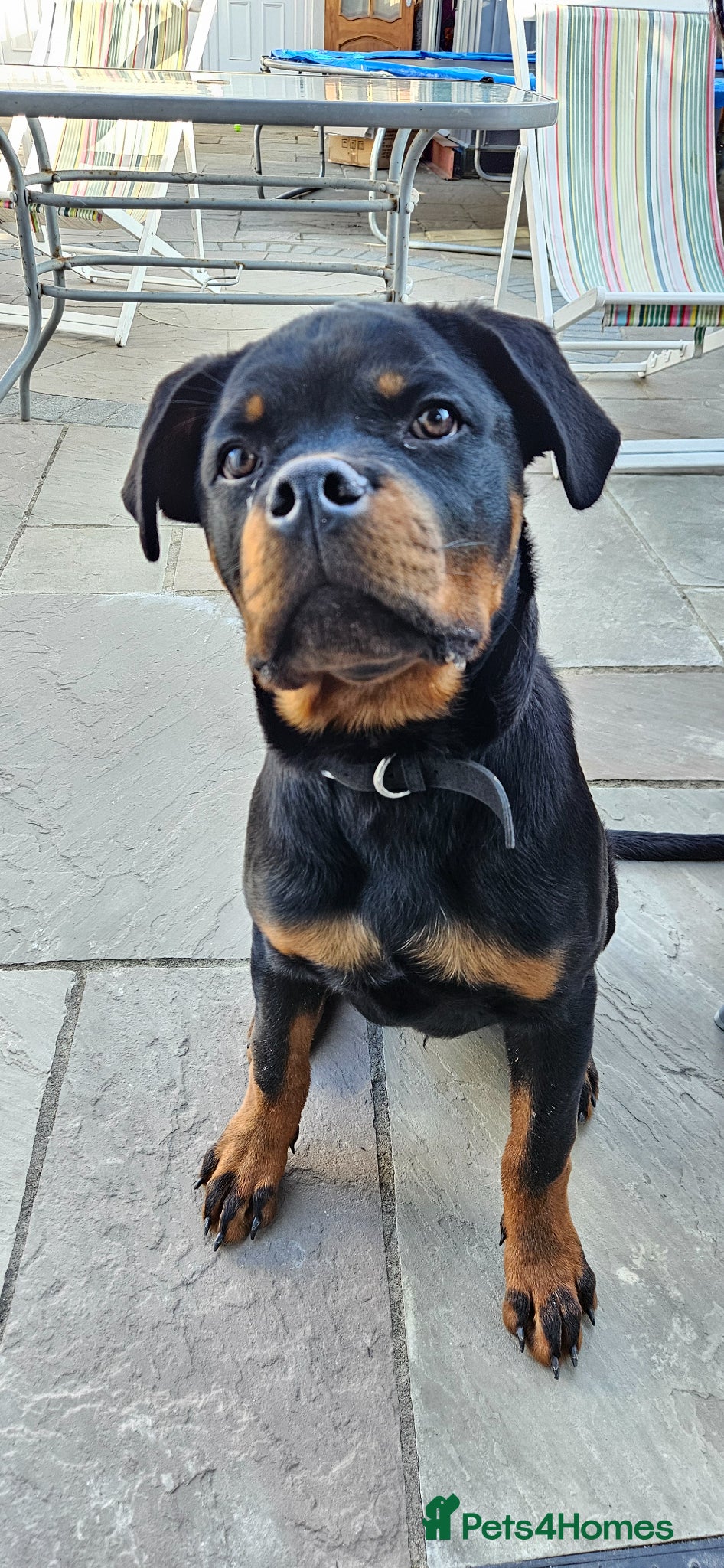 Rottweiler dogs Stunning Pure Breed Male Rottweiler Puppy - Advert 7