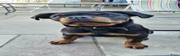 Rottweiler dogs for sale: Stunning Pure Breed Male Rottweiler Puppy - Advert 1