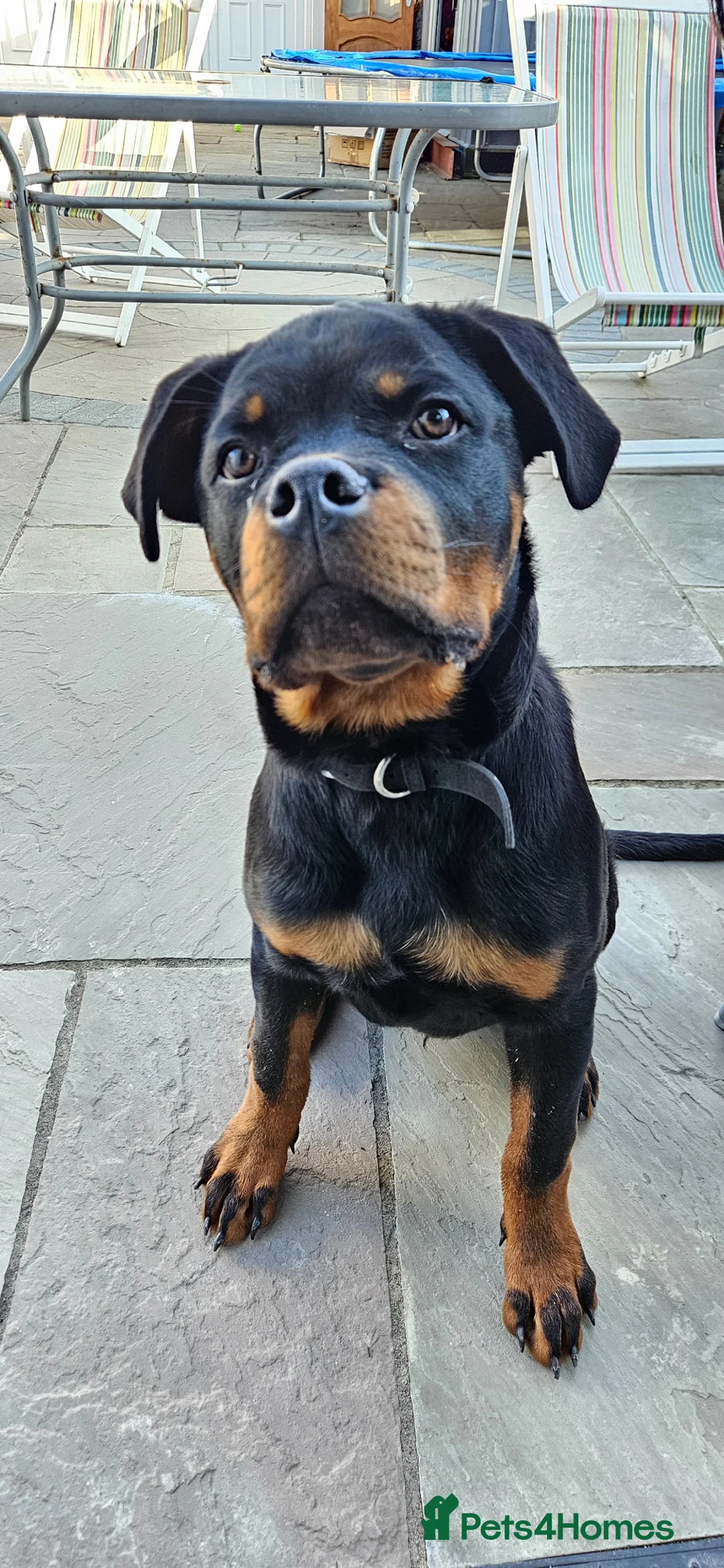 Rottweiler dogs for sale: Stunning Pure Breed Male Rottweiler Puppy - Advert 1