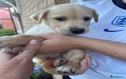 Mixed Breed dogs for sale: Huskador puppy’s!  - Image 2