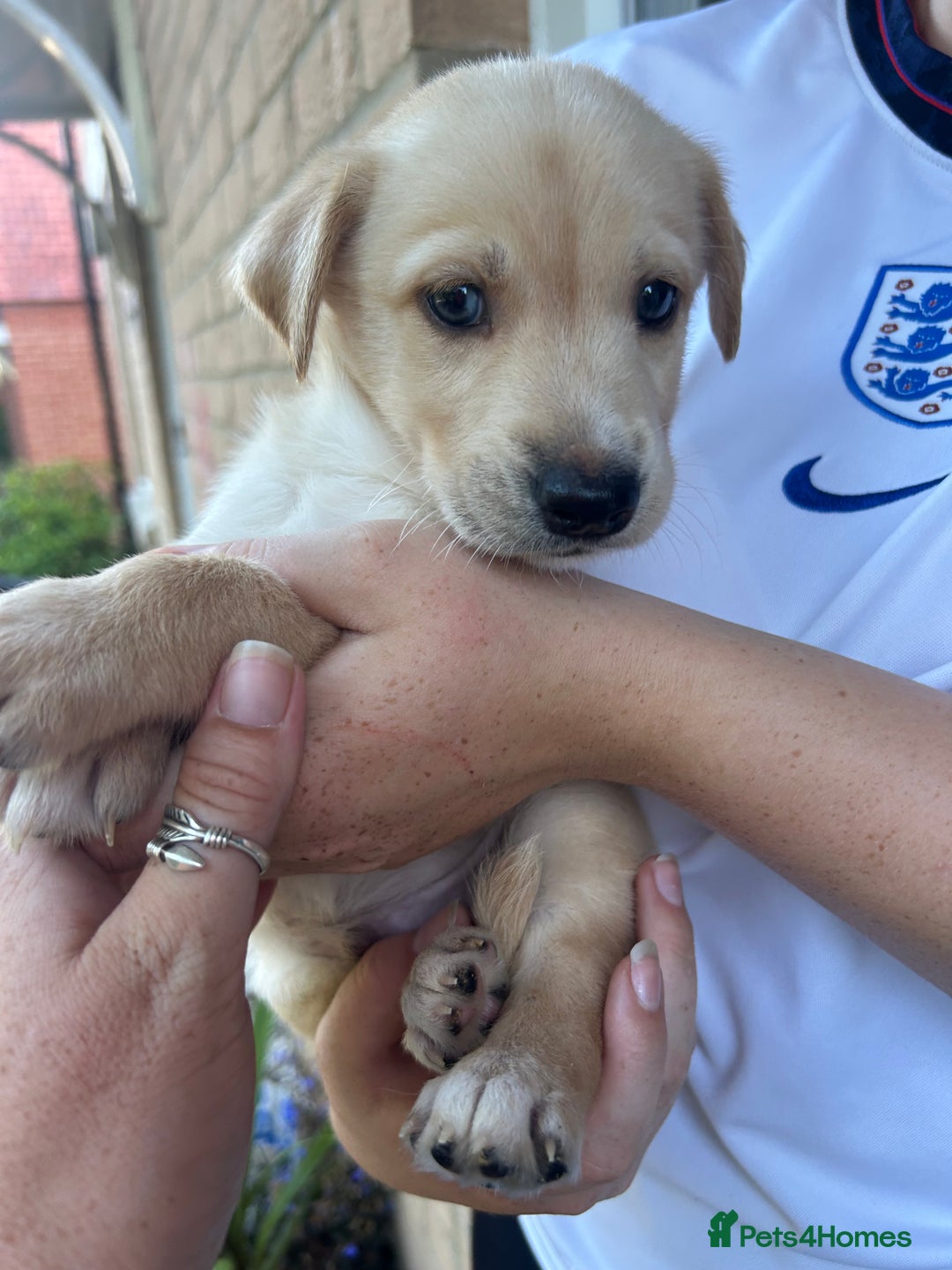 Mixed Breed dogs for sale: Huskador puppy’s!  - Image 2