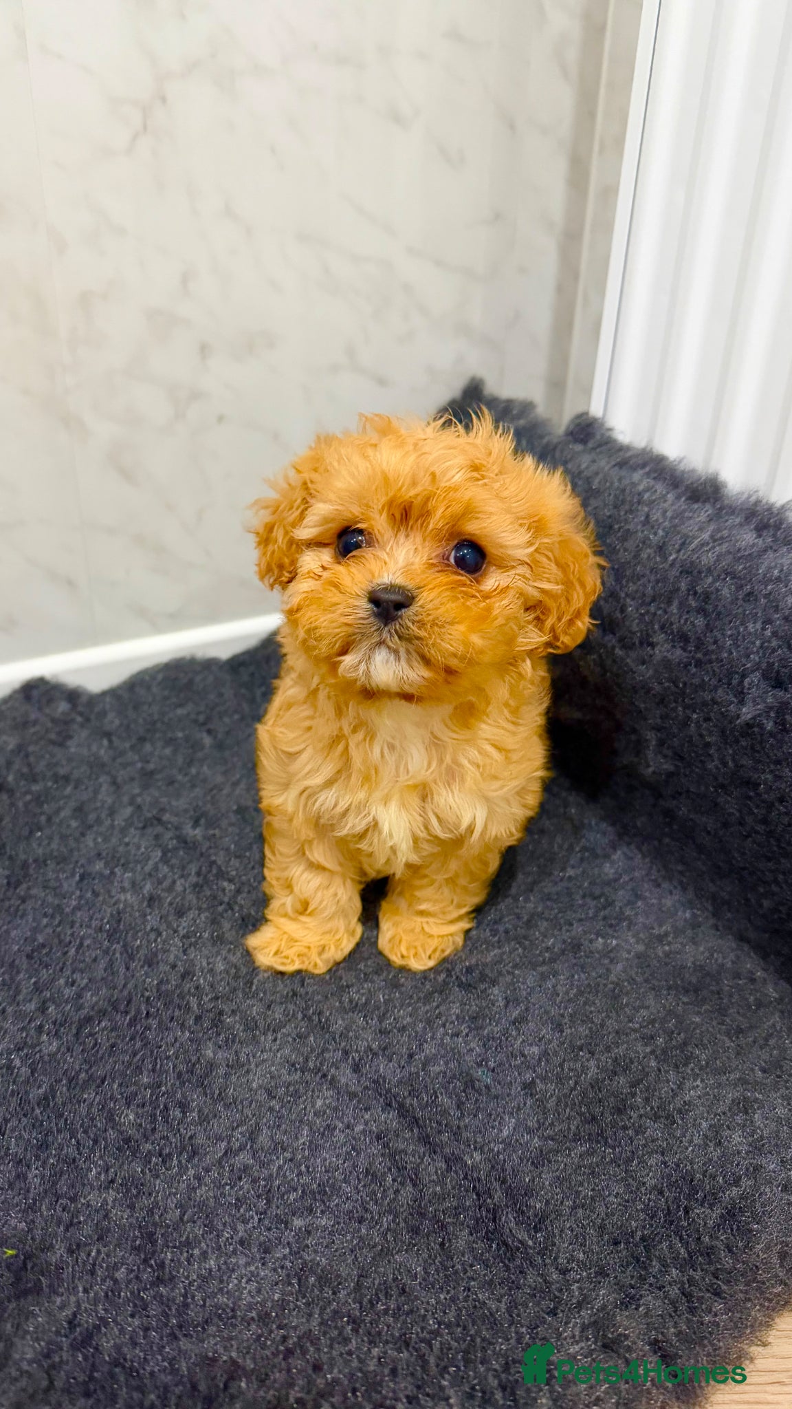 Cavapoochon dogs Cavapoochon  - Advert 3