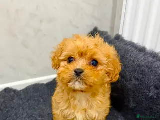 Cavapoochon dogs Cavapoochon - Advert 3