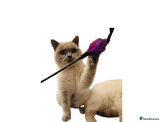 British Shorthair cats Colourpoint British Shorthair Blue lilac - Advert 5