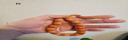 Corn Snake reptiles for sale: Juvenile corn snakes - Advert 4
