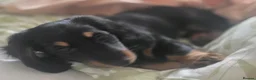 Dachshund dogs for sale: Longhair dachshunds - Advert 6