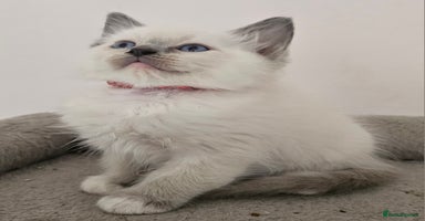 Ragdoll cats - Advert 11