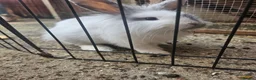 Mixed Breed rabbits for sale: Lop and lion lop half brothers - bonded. - Advert 4