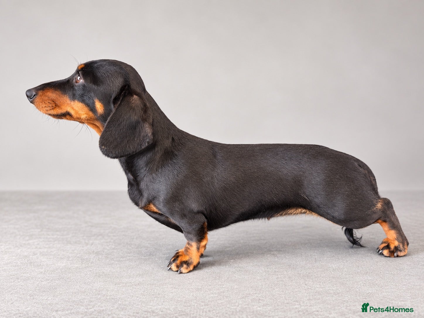 Miniature Dachshund dogs Stunning Kc registered Miniature Dachshund  - Advert 9