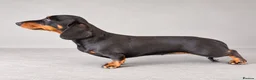 Miniature Dachshund dogs for sale: Stunning Kc registered Miniature Dachshund  - Advert 1
