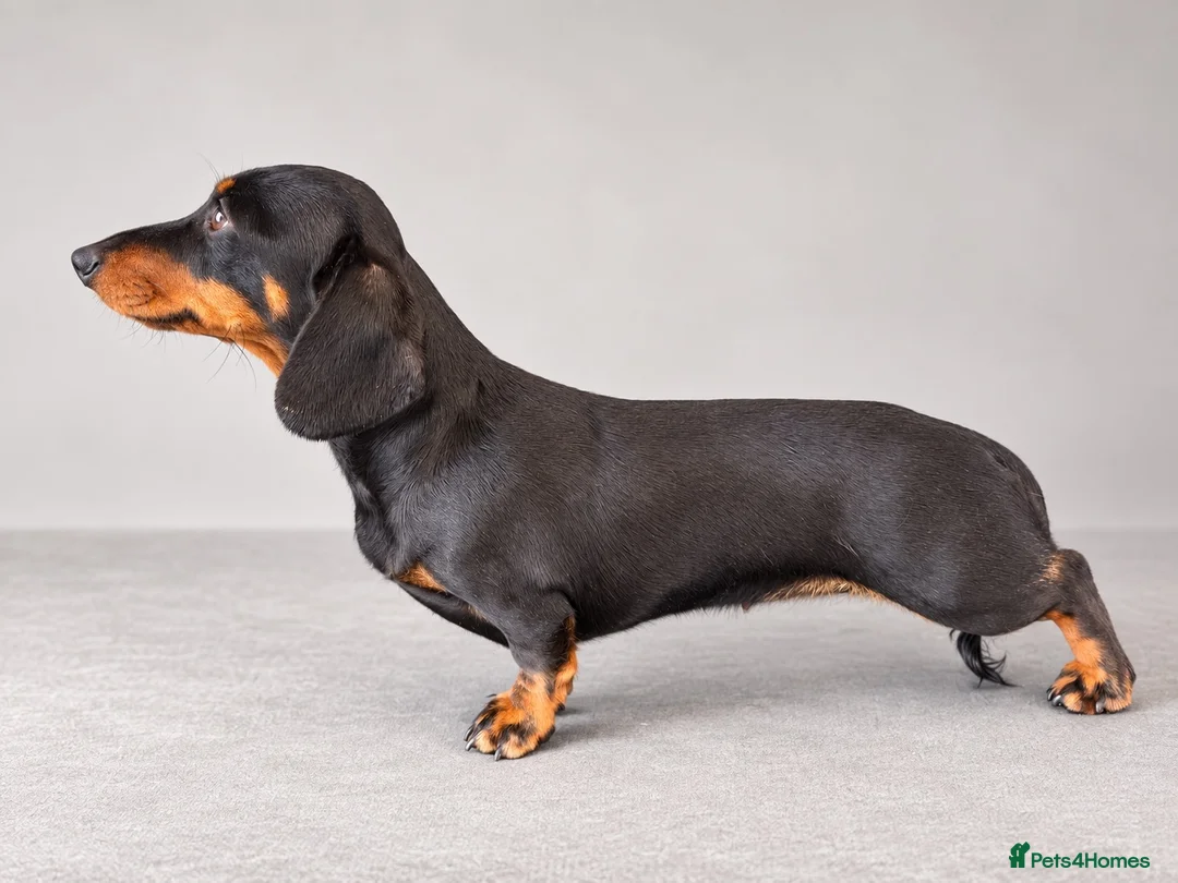 Miniature Dachshund dogs for sale: Stunning Kc registered Miniature Dachshund  - Advert 1