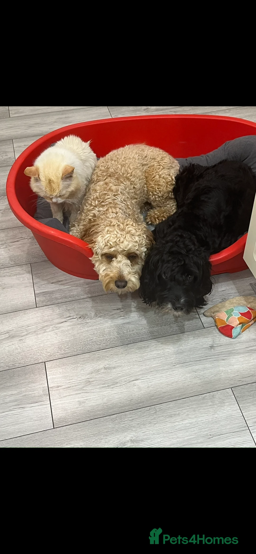 Cockapoo dogs for sale: Cockapoo puppies - Advert 9