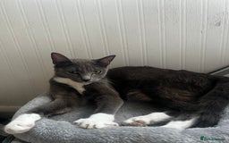 Mixed Breed cats for sale: 4 Russian Blue X Norwegian Forest mix kittens - Image 8