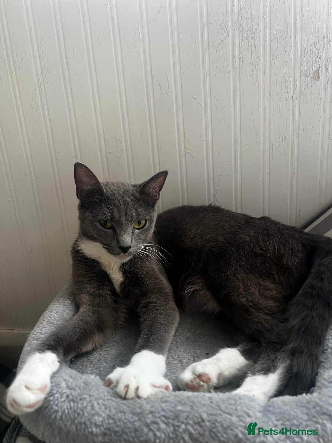 Mixed Breed cats for sale: 4 Russian Blue X Norwegian Forest mix kittens - Image 8