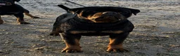 Rottweiler dogs for sale: ⭐️ Outstanding Rottweiler Puppies ⭐️ - Advert 3