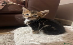 Bengal cats for sale: Half-Bengal Female Kitten - Image 5