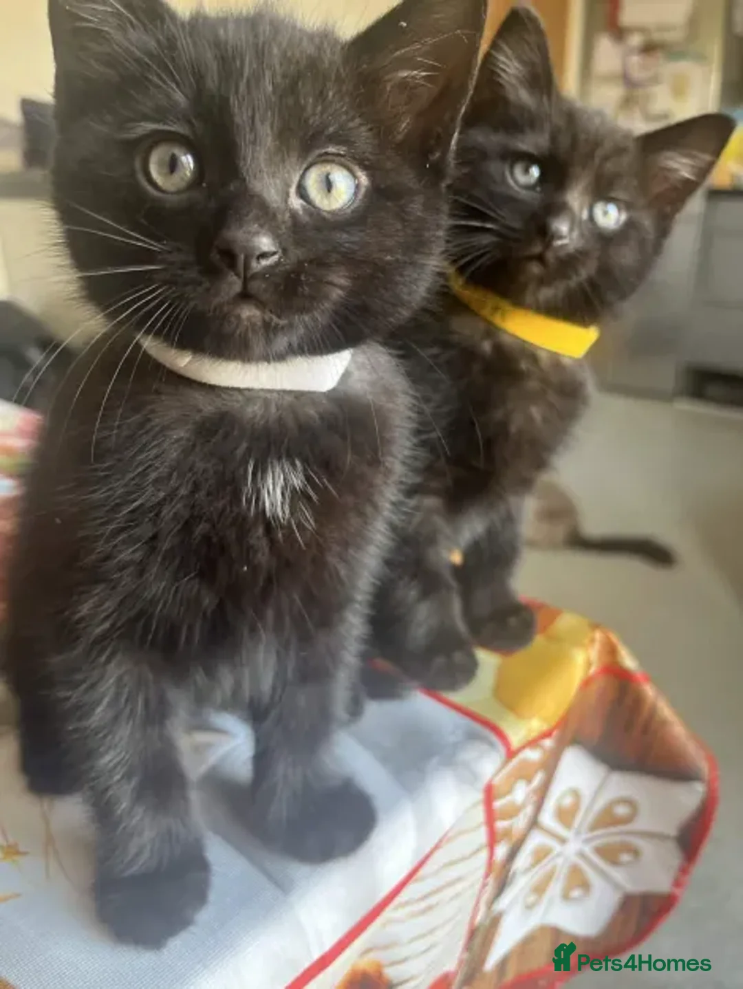 Ragdoll cats for sale: Beautiful Black and Ginger Ragdoll Kittens - Advert 13