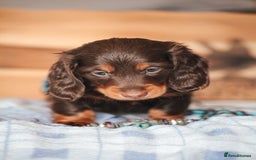 Miniature Dachshund dogs for sale: PEDIGREE MINIATURE LONGHAIRED DACHSHUNDS  - Image 4