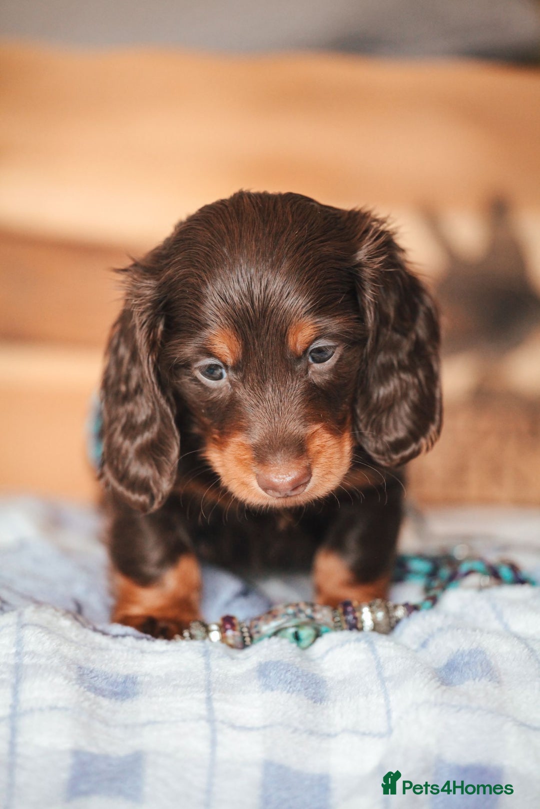 Miniature Dachshund dogs for sale: PEDIGREE MINIATURE LONGHAIRED DACHSHUNDS  - Image 4
