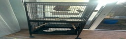 Finches birds for sale: 2 finches And 2 love birds and come with 3 cage - Advert 3