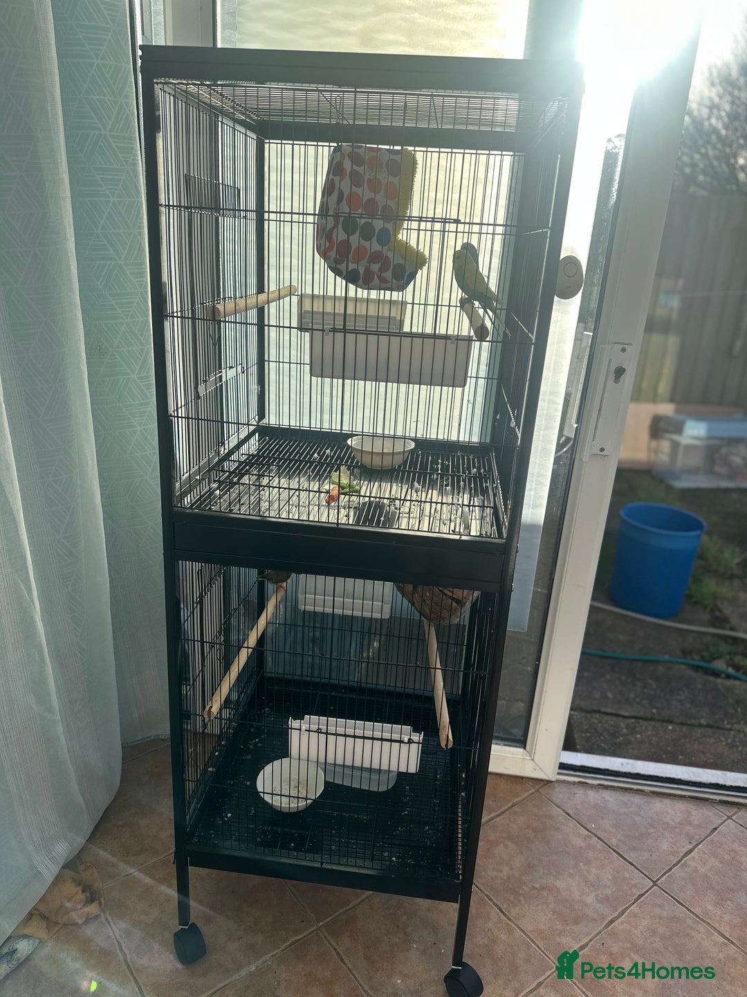 Finches birds for sale: 2 finches And 2 love birds and come with 3 cage - Advert 3