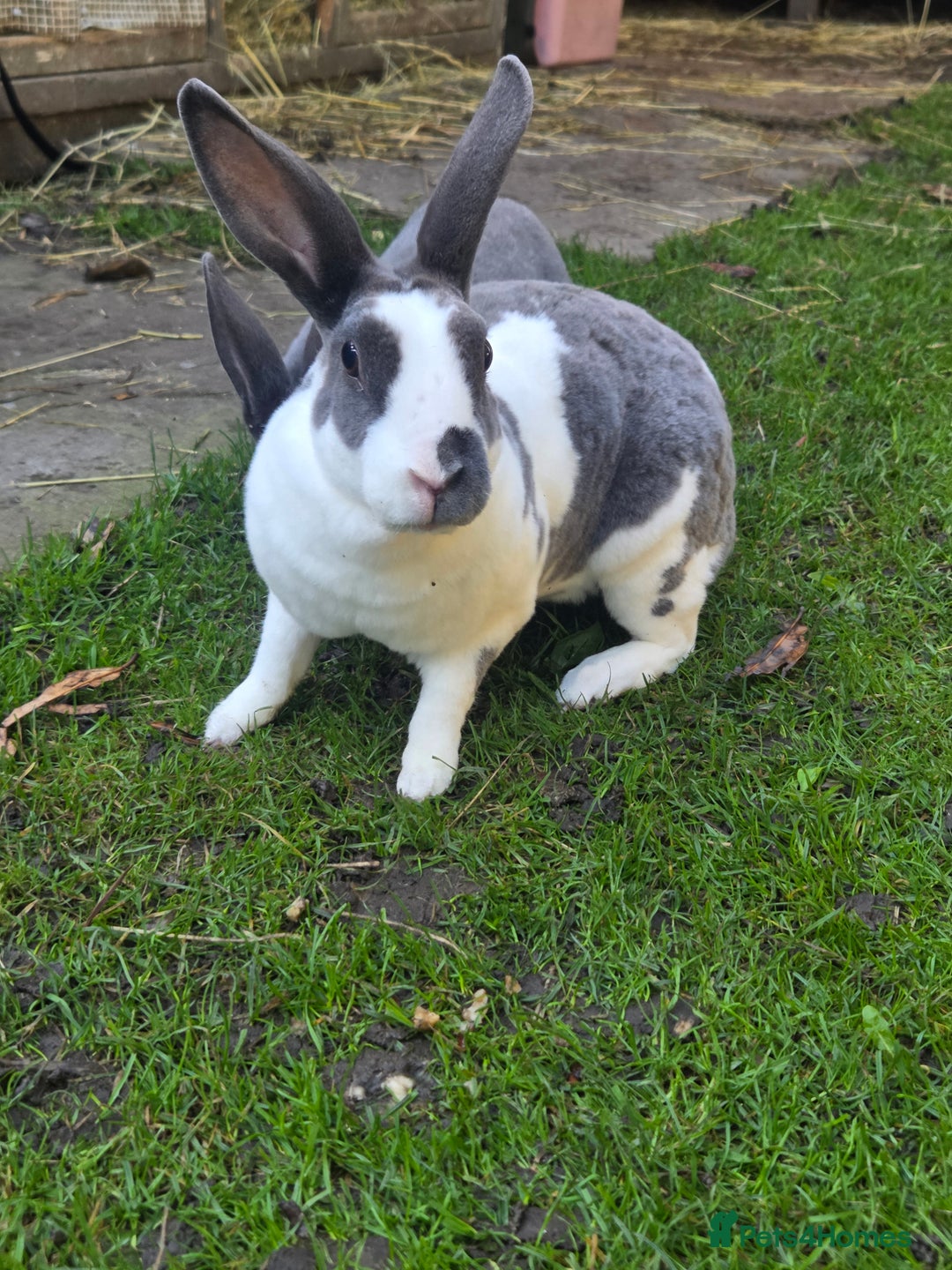 Rex rabbits for sale: 🐰 Beautiful mini rex babies 🐰 - Image 2