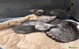 British Shorthair cats for sale: GORGEOUS BSH KITTENS in Oldham - Image 26