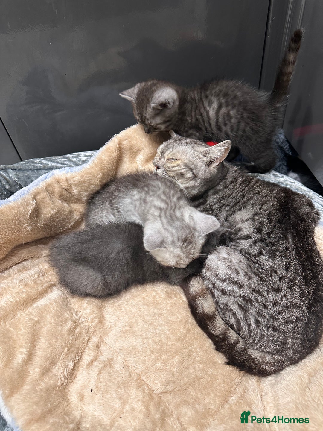 British Shorthair cats for sale: GORGEOUS BSH KITTENS in Oldham - Image 26