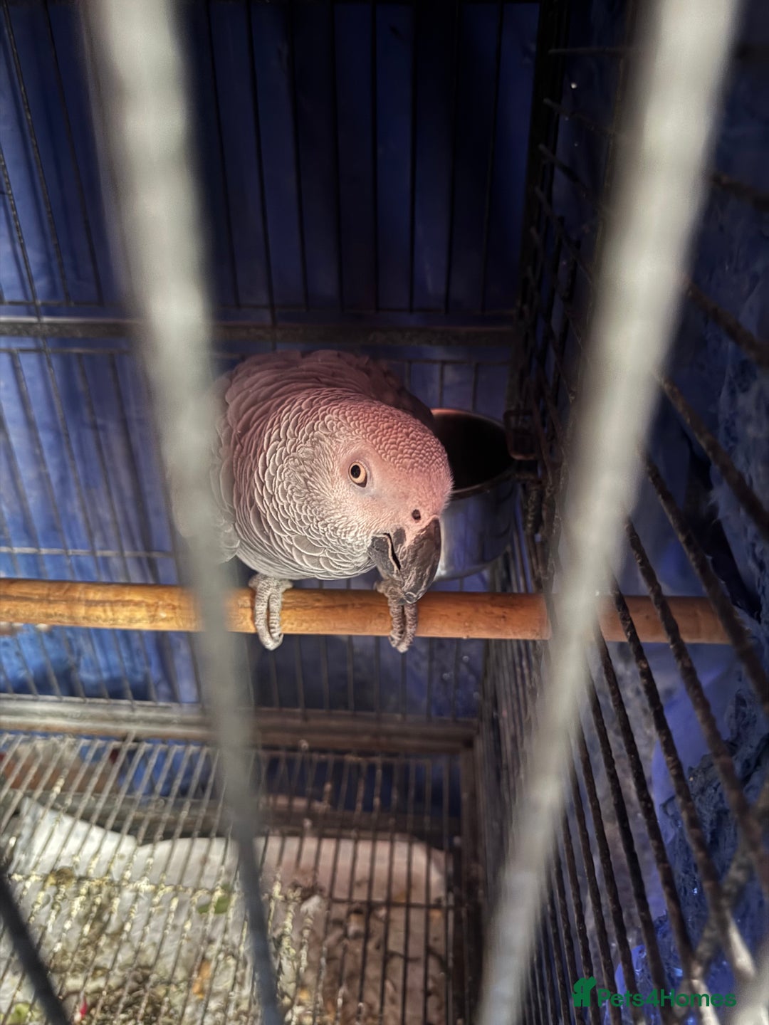 Parrots birds for sale: 2 African grey parrots  - Image 2