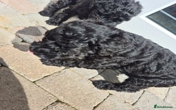 Kerry Blue Terrier dogs for sale: Kerry blue pups in Dungannon - Image 7