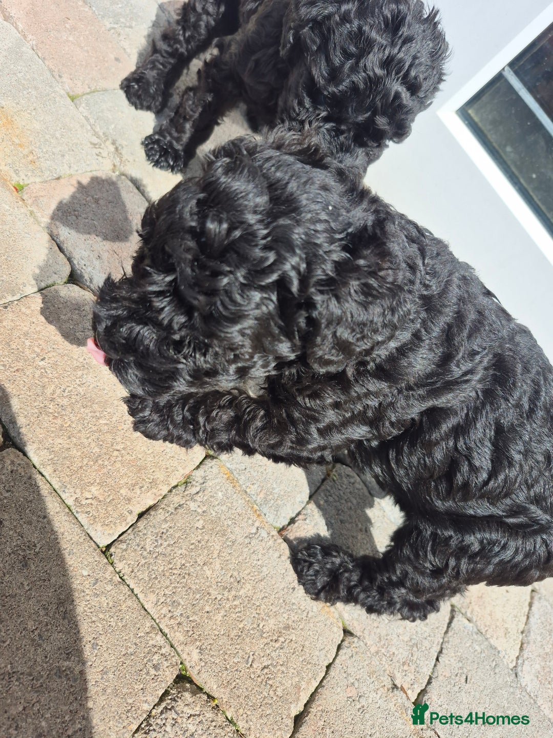 Kerry Blue Terrier dogs for sale: Kerry blue pups in Dungannon - Image 7