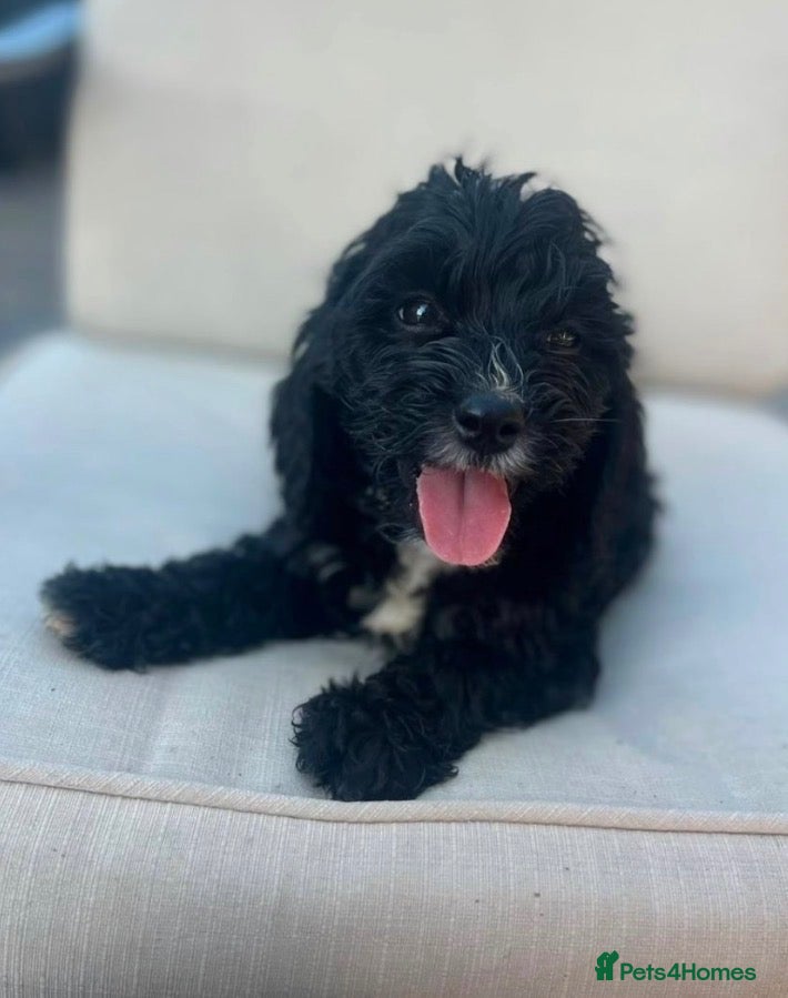Cavapoo dogs Cavapoo male puppy  - Advert 4