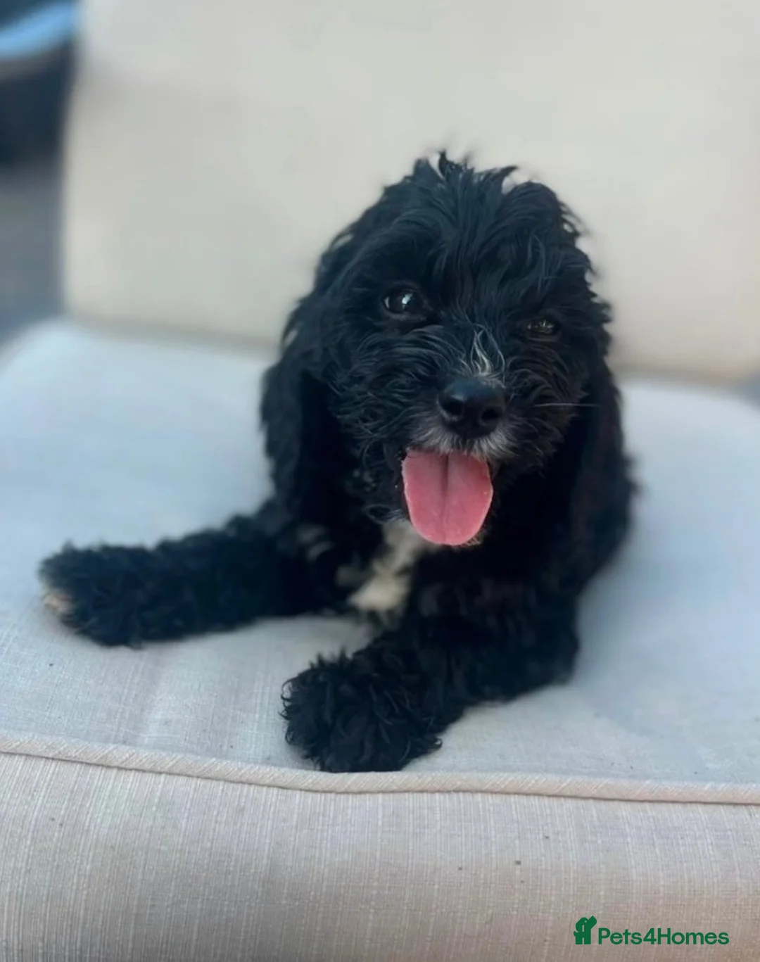 Cavapoo dogs for sale: Cavapoo male puppy  - Advert 1