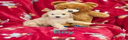 Cockapoo dogs for sale: ⚜️Pure Quality Cockapoos ⚜️ - Advert 22