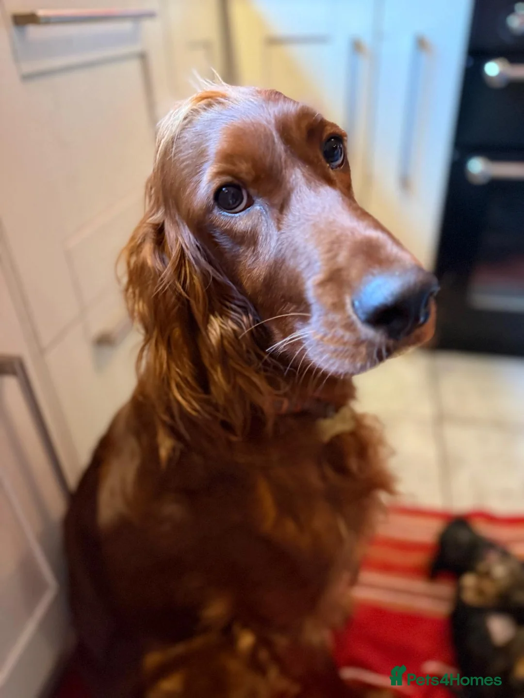 Irish Doodle dogs for sale: Irish Doodles (Mini)  - Advert 22