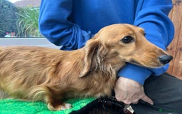 Miniature Dachshund dogs for sale: Miniature Longhaired Dachshunds ready 10.12.25 - Advert 2