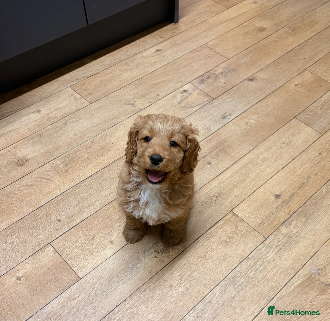 Cockapoo dogs for sale: Cockapoo boy - Advert 2