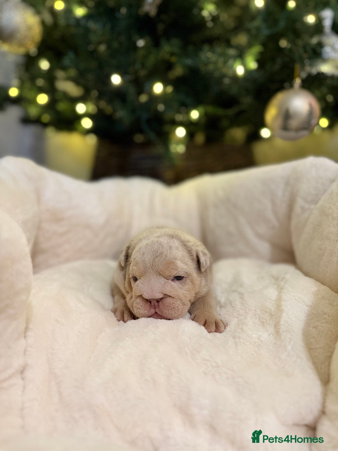 English Bulldog dogs for sale: Stunning English Bulldog Puppies 🐾🐶 - Advert 18